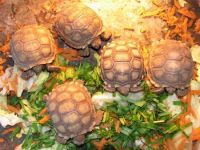 Pets / Pet Accessories Healthy Tortoises an Turtles