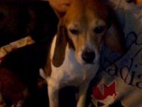 Pets / Pet Accessories Beagle for Sale!!!